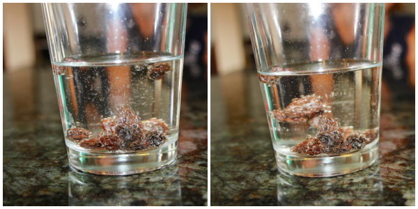 Dancing raisins are a great science experiment that kids will love.